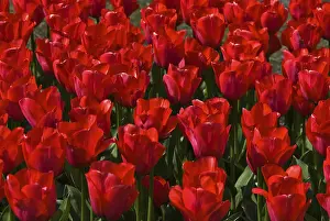 Tulips (Tulipa), Keukenhof, Holland