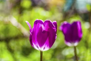 Tulips (Tulipa), Leoben, Styria, Austria