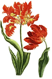 Tulips, Tulipa monstrosa and Tulipa flore rubro mostroso