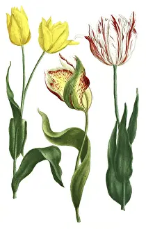 Tulips, Tulipa odorata and Tulipa explicata