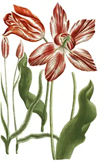 Tulips, Tulipa serotina and Tulipa persica
