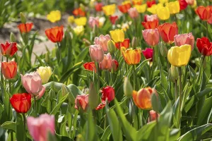 Tulips (Tulipa) in a tulip field