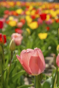Tulips (Tulipa) in a tulip field