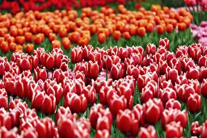 Category Historic EN Prints: Tulips (Tulipa) in various shades of red
