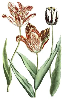 Tulips, Tulipa versicolor and rarissima