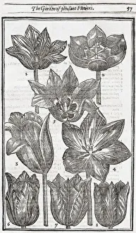 Tulips (Tulipa), woodcut from Paradisi in Sole Paradisus Terrestris by John Parkinson