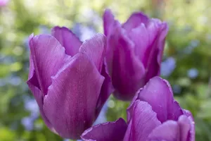 Tulips (Tulpia) in bloom