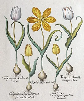 Tulipsn (Tulipa), hand-coloured copper engraving by Basilius Besler