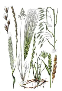 Tumble-leaved lucerne, Lolium temulentum (1st and 2nd from top left)
