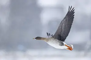 Tundra Bean Goose (Anser serrirostris rossicus) flying