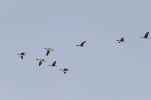 Tundra geese (Anser fabalis rossicus)