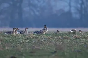 Tundra shelduck (Anser fabalis)