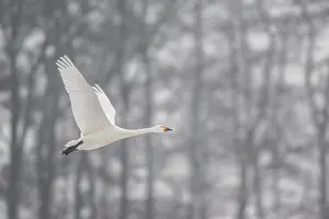 Tundra swan (Cygnus bewickii), Emsland