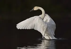 Tundra Swan (Cygnus columbianus)