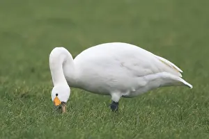 Tundra Swan (Cygnus columbianus bewickii)