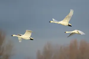Tundra Swan (Cygnus columbianus bewickii) group flying