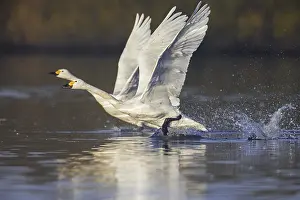 Two tundra swans