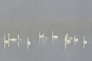 Tundra swans (Cygnus bewickii)