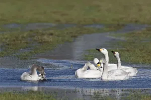 Tundra swans (Cygnus bewickii) are migratory birds (Photo adult birds and cygnets preening)