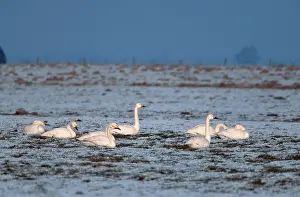 Tundra swans (Cygnus columbianus bewickii)