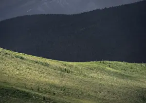 Tundra and taiga, barren meadow landscape and boreal coniferous forest