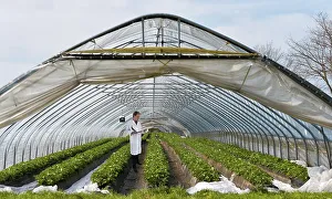 Tunnel Greenhouse with Strawberry Plants