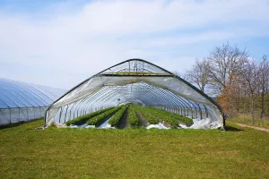 Tunnel Greenhouse with Strawberry Plants
