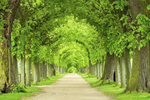 Tunnel-like lime tree avenue in spring