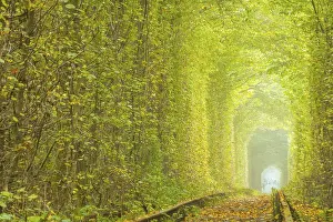 Tunnel of Love. Summer day in the Rivne region of Ukraine