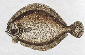 Turbot (Scophthalmus maximus), handpainted copper engraving from Friedrich Justin Bertuch Picture book for children