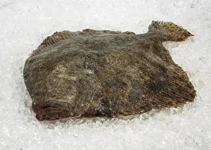 Turbot (scophthalmus maximus), Other animals
