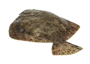 Turbot (scophthalmus maximus), Other animals