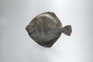 Turbot on a work surface