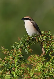 Turkestan Shrike (Lanius isabellinus phoenicuroides)