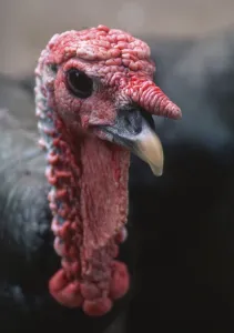 Turkey, Asia