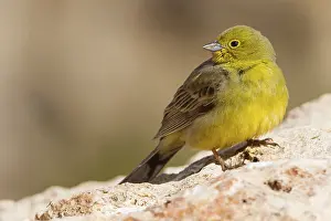 Turkey Bunting, Cinereous Bunting