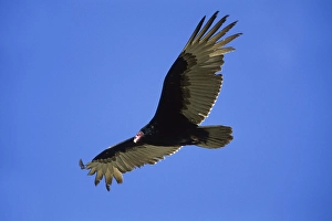 Turkey Vulture (Cathartes aura)