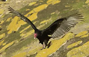 Turkey Vulture (Cathartes aura)