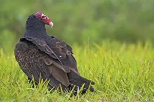 Turkey vulture, (Cathartes aura)