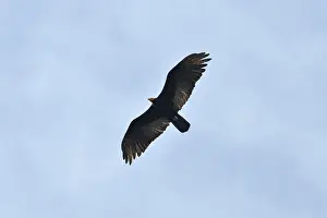 Turkey vulture (Cathartes aura)