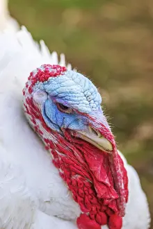 Turkeys from a free-range farm in Hesse
