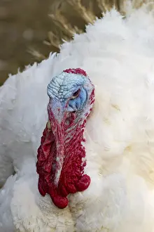 Turkeys from a free-range farm in Hesse