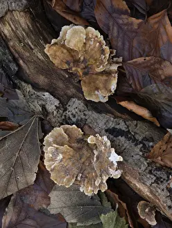 Turkeytail fungus on fallen log in English woodland