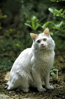TURKISH VAN HOUSE CAT, adult WITH DIFFERENT COLoured EYES