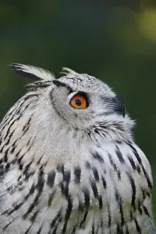 Turkmen Eagle Owl or Turkmen Eagle Owl (Bubo bubo omissus)