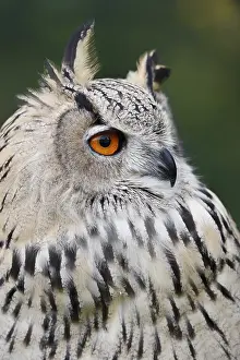 Turkmen Eagle Owl or Turkmen Eagle Owl (Bubo bubo omissus)