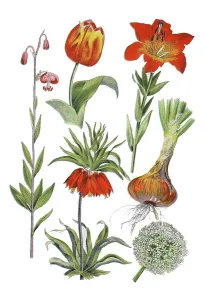 Turk's-bunch lily, Lilium martagon (left)