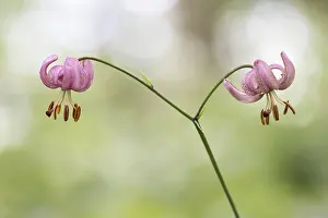 Turk's cap or martagon lily (Lilium martagon)