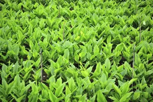 Turmeric at satara Maharashtra India Asia