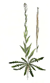 Turmkraut, auch Turmkresse oder Kahle Gaensekresse (Turritis glabra) (Arabis) glabra